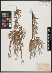 Foto von Salix alba L.